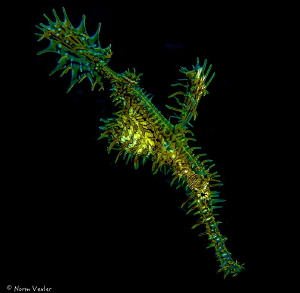 Ornate Ghost Pipefish in the Philippines by Norm Vexler 